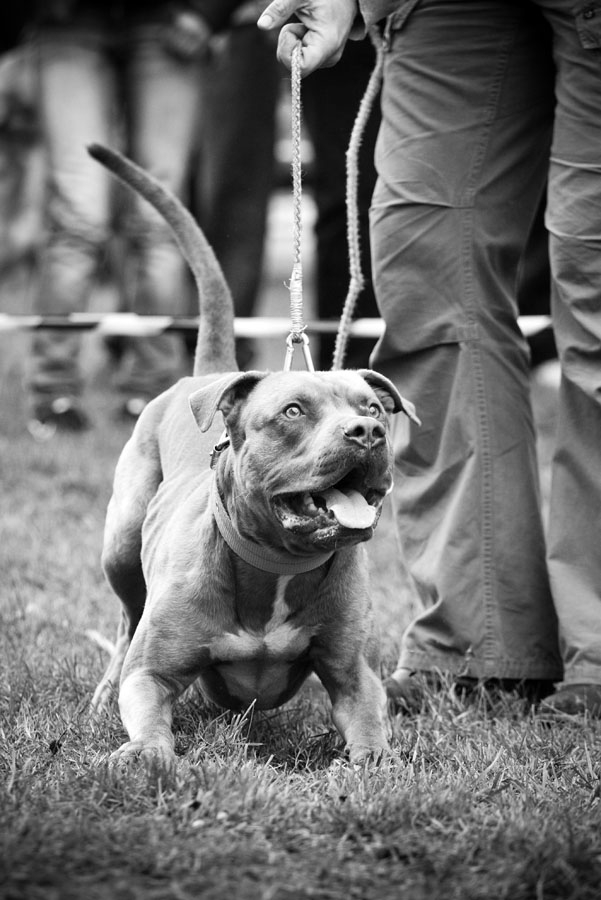 piltbull_07