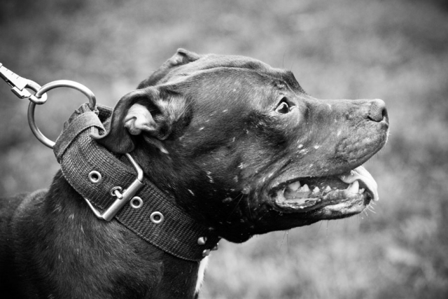 piltbull_21